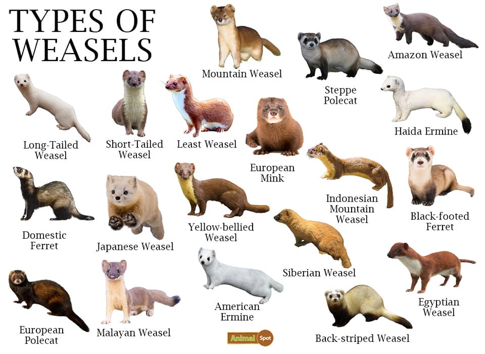 Mustelidae aka weasels Pine Meadow Ranch Home Owners Association